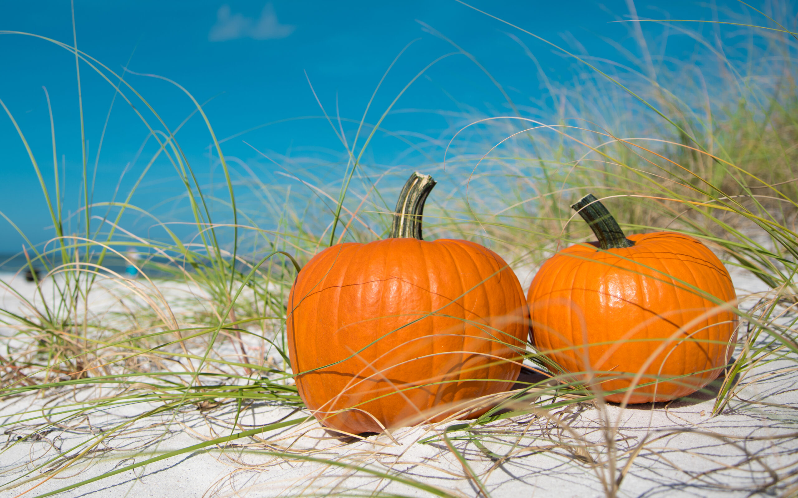 Halloween,Pumpkin,On,The,Beach,Dunes.,Two,Pumpkins,On,Sand